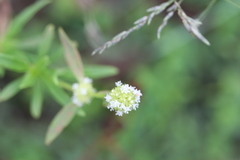 Spermacoce verticillata